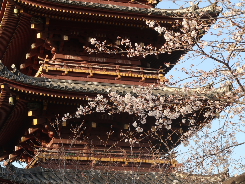 Cherry blossom and The Five-storied Pagoda (of the Former Kan'ei-ji Temple)