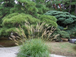 ススキ　Japanese pampas grass