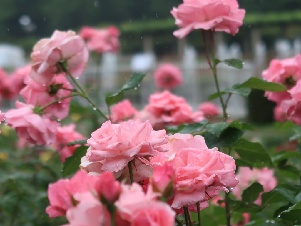 Rosa. X Queen Elizabeth/ クイーンエリザベス Modern garden rose, Modern garden rose