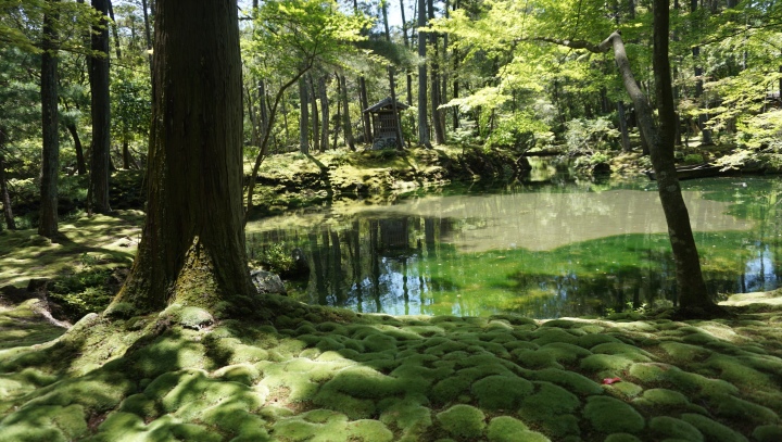 Beautiful gardens in fresh green in Kyoto