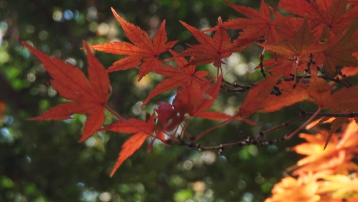Mt. Takao in autumn foliage in 2023